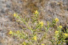 Rorippa curvisiliqua