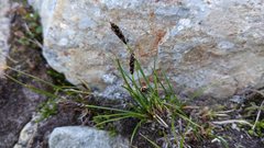 Carex micropoda