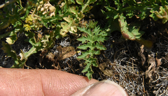 Rorippa curvisiliqua