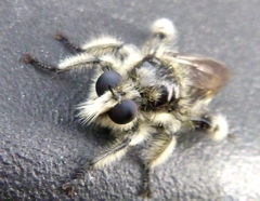 Laphria cinerea