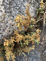 Cryptogramma acrostichoides