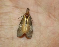 Palasea albimacula