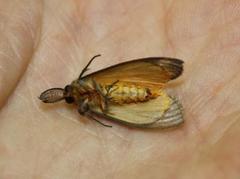 Palasea albimacula