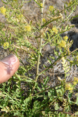 Rorippa curvisiliqua