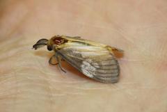 Palasea albimacula