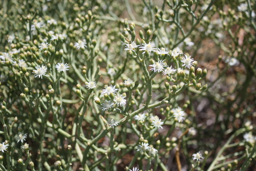 Psilocaulon coriarium