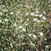 Mesembryanthemum coriarium - Photo (c) lorainevdb, algunos derechos reservados (CC BY-NC), subido por lorainevdb