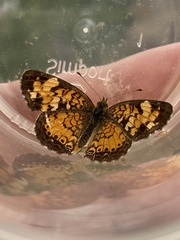 Phyciodes tharos orantain