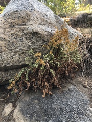 Cryptogramma acrostichoides