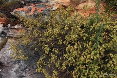 Solanum tomentosum tomentosum