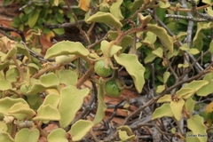 Solanum tomentosum tomentosum