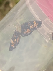 Phyciodes tharos orantain