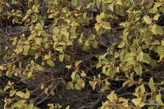 Solanum tomentosum tomentosum