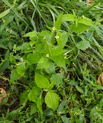 Galinsoga quadriradiata