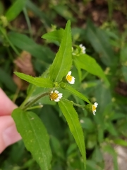 Galinsoga quadriradiata