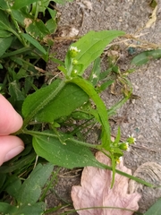 Galinsoga quadriradiata
