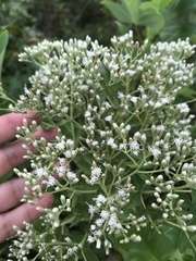 Eupatorium rotundifolium