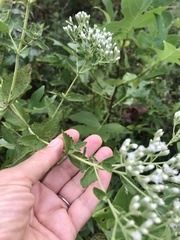 Eupatorium rotundifolium