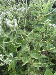 Eupatorium rotundifolium