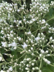 Eupatorium rotundifolium