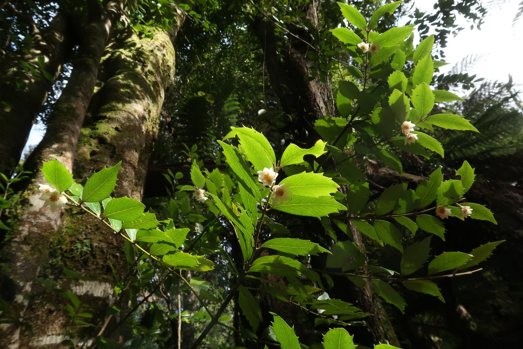 Blackheart sassafras (Atherosperma moschatum)