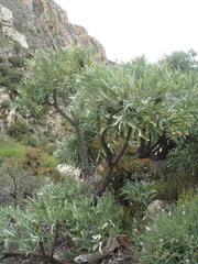 Cussonia paniculata paniculata