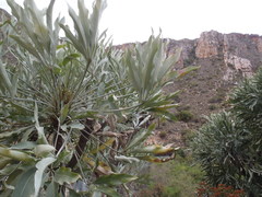 Cussonia paniculata paniculata