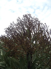 Cussonia paniculata paniculata