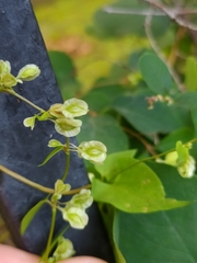 Fallopia dumetorum