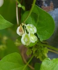 Fallopia dumetorum