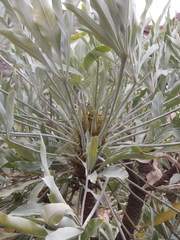 Cussonia paniculata paniculata