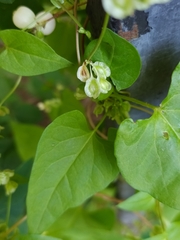 Fallopia dumetorum