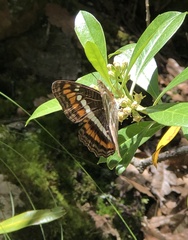 Adelpha alala