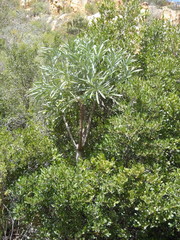 Cussonia paniculata paniculata