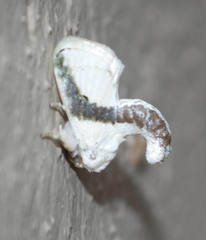 Afraltha chionostola