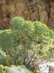 Cussonia paniculata paniculata