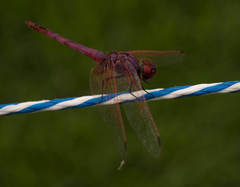 Trithemis annulata annulata