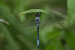 Zygonyx natalensis