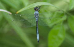 Zygonyx natalensis