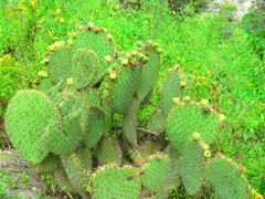 Opuntia huajuapensis