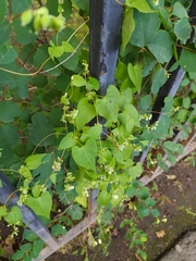 Fallopia dumetorum