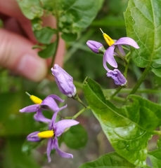 Solanum dulcamara