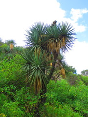Yucca mixtecana
