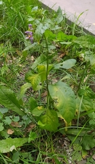 Solanum dulcamara