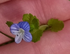 Veronica persica