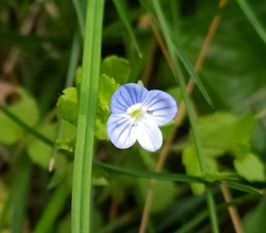 Veronica persica