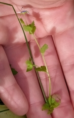 Veronica persica