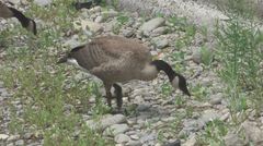 Branta canadensis