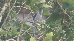 Aphelocoma californica