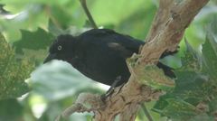 Euphagus cyanocephalus